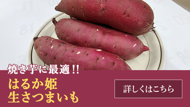 はるか姫 生さつまいも